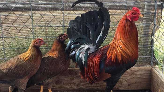 gambar ayam american gamefowl
