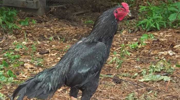 gambar ayam asil