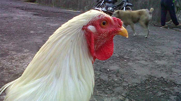 gambar ayam bali