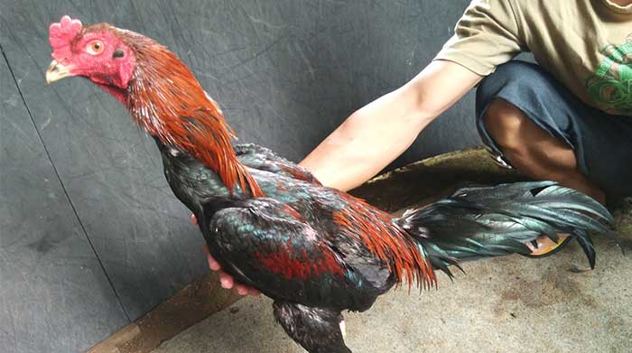 gambar ayam bangkok