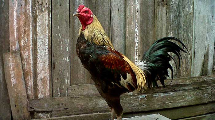 gambar ayam birma