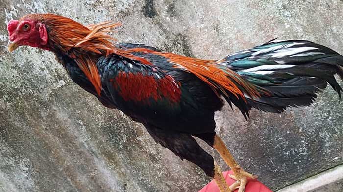 gambar ayam pakhoy