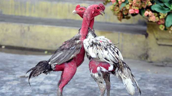 gambar ayam saigon