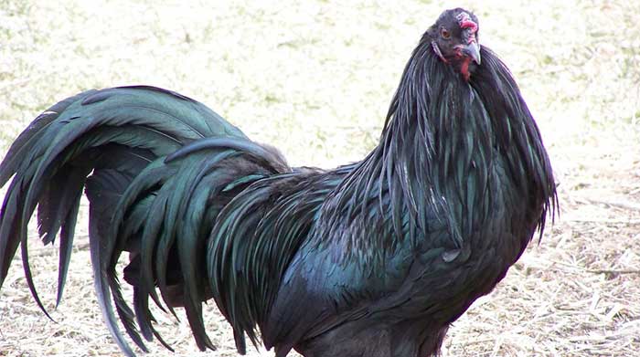 gambar ayam sumatra