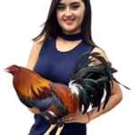 cewek-sabung-ayam-0912321321