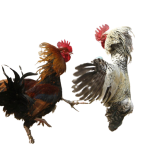 cock removebg preview