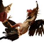 cockfight-removebg-preview