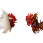 hd media