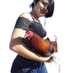 lady-cockfight-01982312