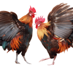 rooster fight